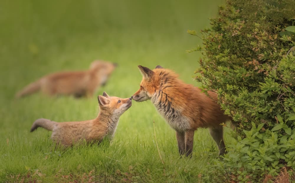 Tender Fox Nuzzle by Deming W — canvas wall art