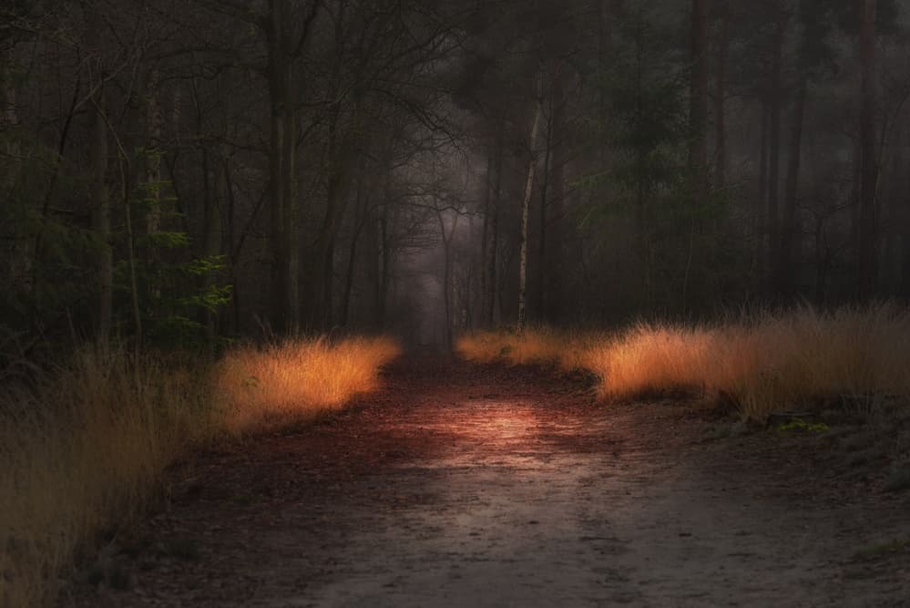 Misty Forest Path Glow by Saskia Dingemans — canvas wall art