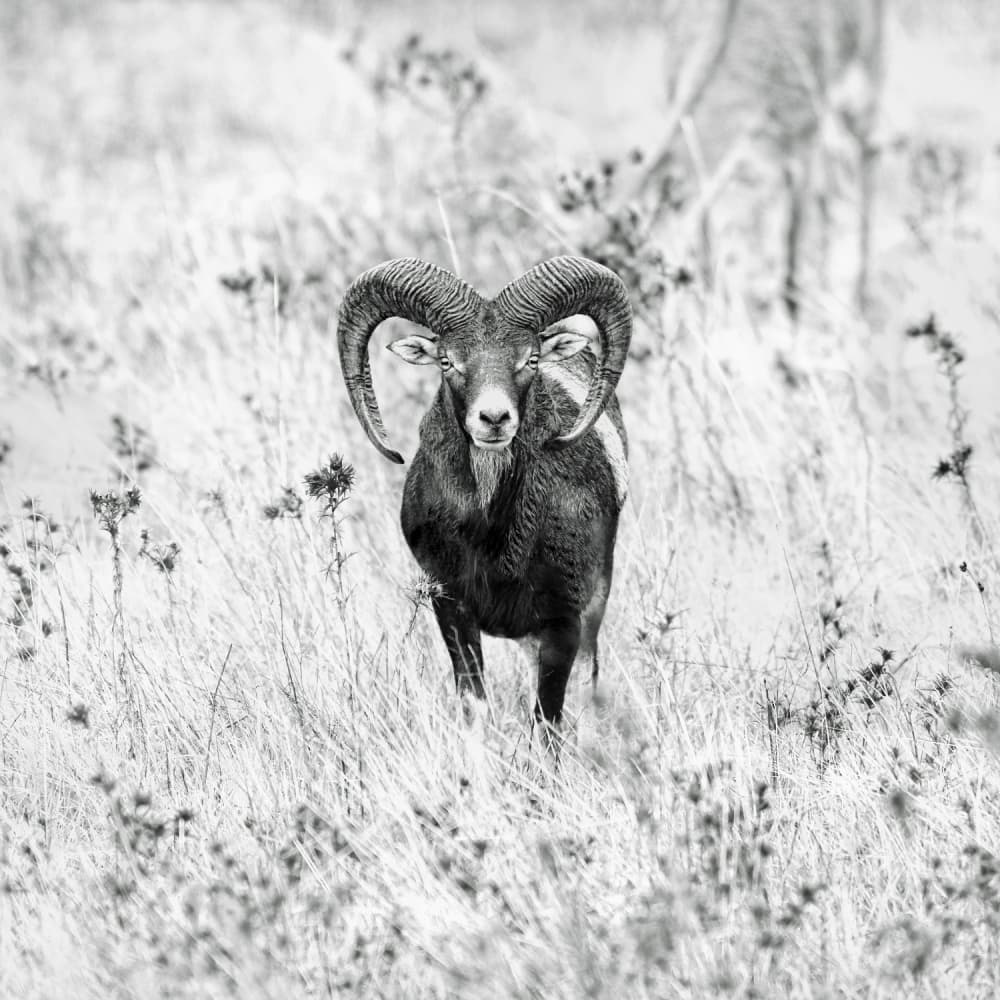 Majestic Mouflon Gaze by Nicolás Merino — canvas wall art