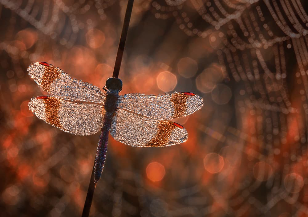 Glistening Morning Dragonfly by Anton van Dongen — canvas wall art