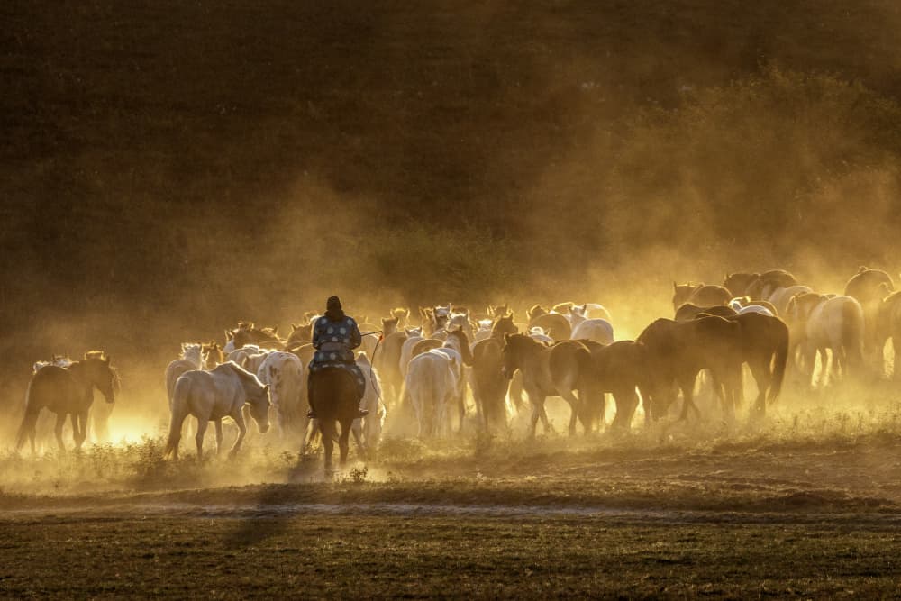 Golden Hour Horse Herd by Sally Widjaja — canvas wall art