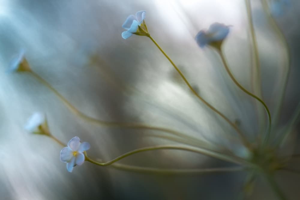 Jasmine by Mandy Disher — canvas wall art
