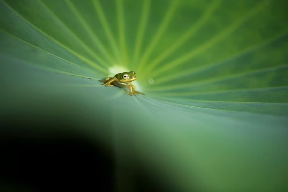 Green Frog on Leaf by Takashi Suzuki — canvas wall art