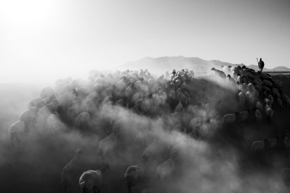 Sheep in Dusty Light by Feyzullah Tunç — canvas wall art