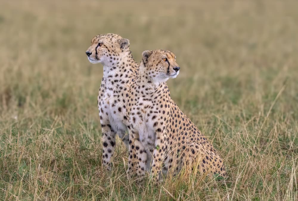 Vigilant Cheetah Pair by Jeffrey C. Sink — canvas wall art