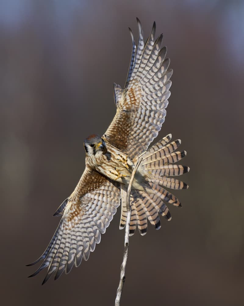 Graceful Kestrel Flight by Johnny Chen — canvas wall art