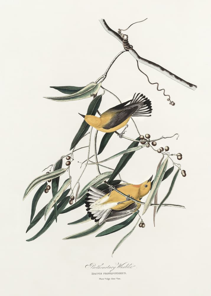 Prothonotary Warbler From Birds of America (1827) by John James Audubon — canvas wall art