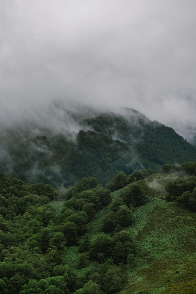 Misty Mountain Forest by Javier Pardina — canvas wall art