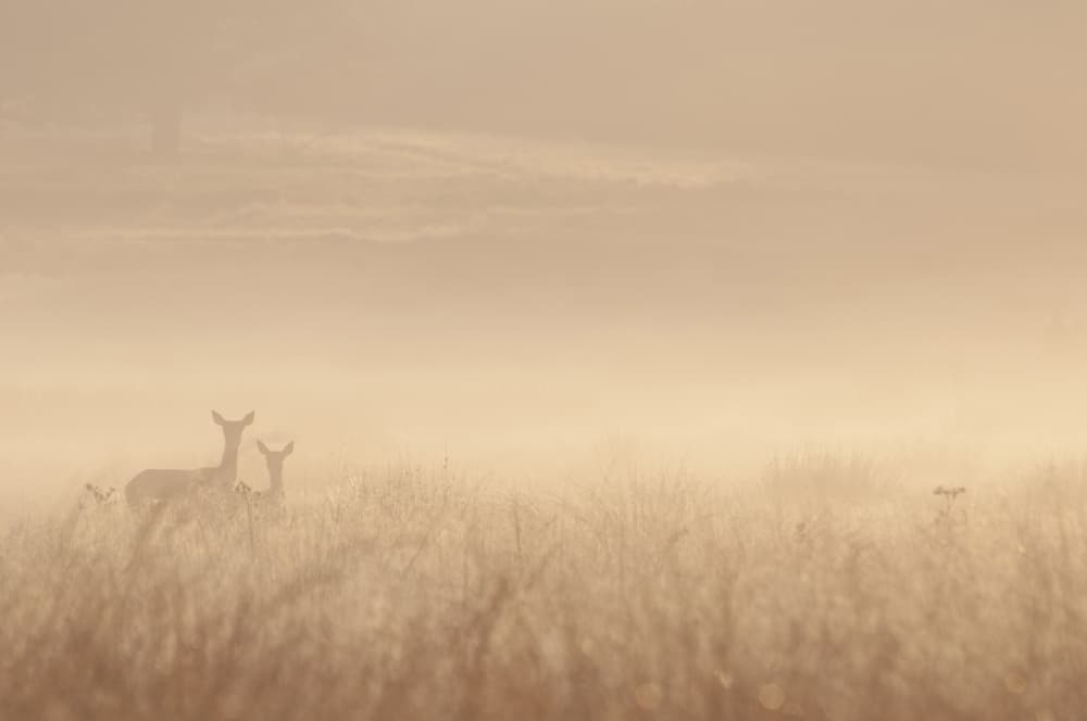 Misty Morning Deer by Gheorghita Nemtanu — canvas wall art