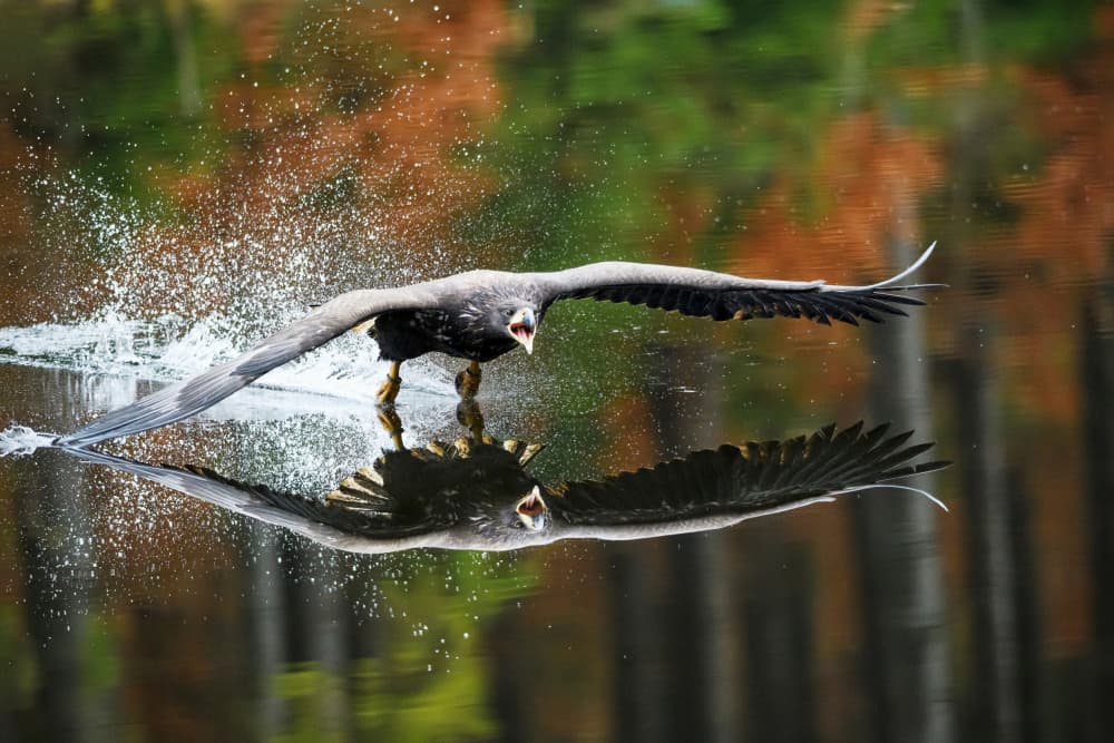 Majestic Water Takeoff by Petr Kovar — canvas wall art