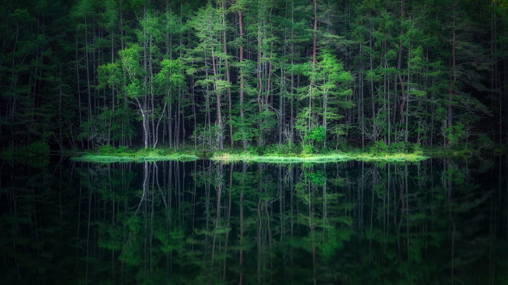 Tranquil Forest Reflections by Takeshi Mitamura — canvas wall art
