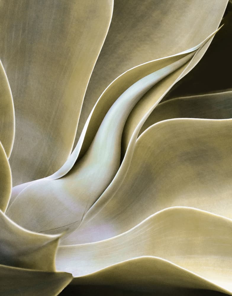 Organic Agave Curves by Robin Wechsler — canvas wall art