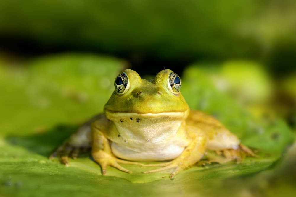 Vivid Green Pond Frog by Lucie Gagnon — canvas wall art