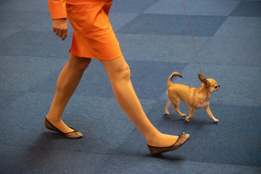 Chihuahua On Leash Walk by Lus Joosten — canvas wall art