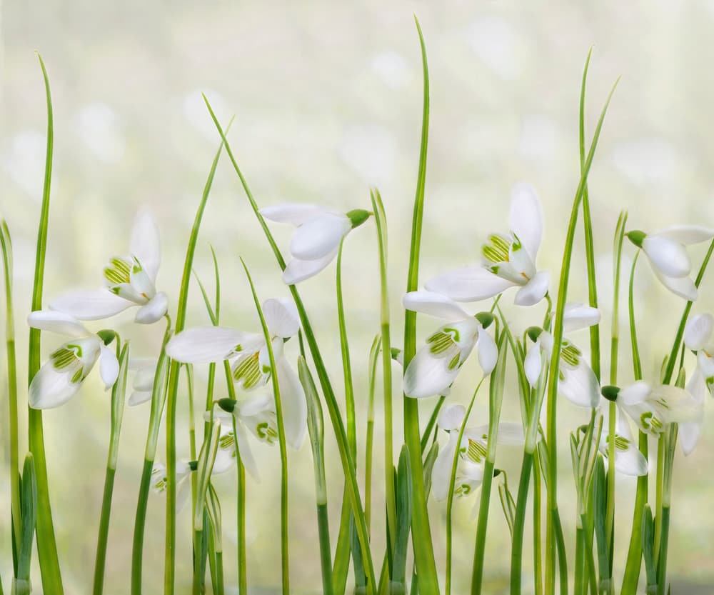 Fresh Snowdrop Blooms by Sharon Williams — canvas wall art