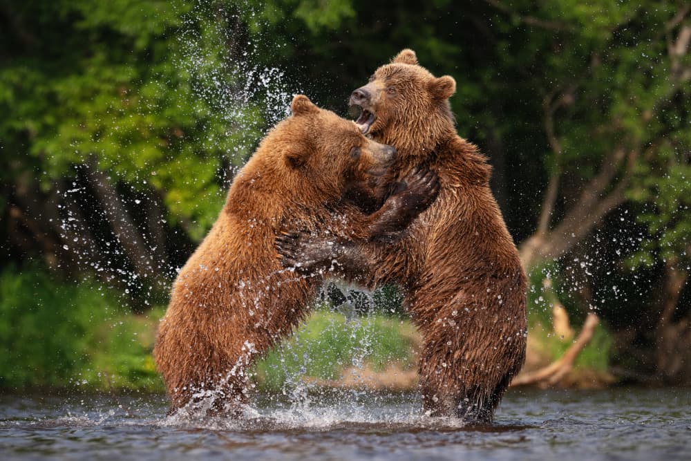 River Bear Wrestle by Alexandr Kukrinov — canvas wall art