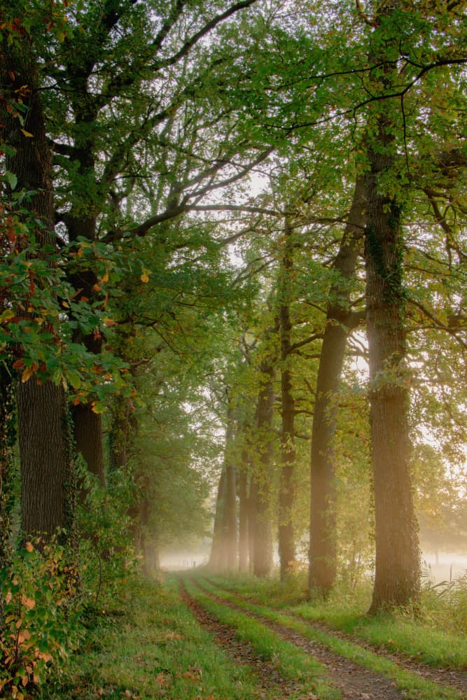 Misty Forest Path by Anke Sol — canvas wall art