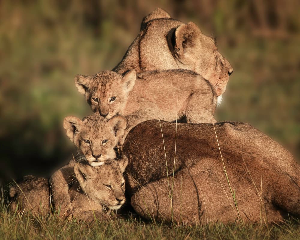 Resting Lion Family by Karen Celella — canvas wall art