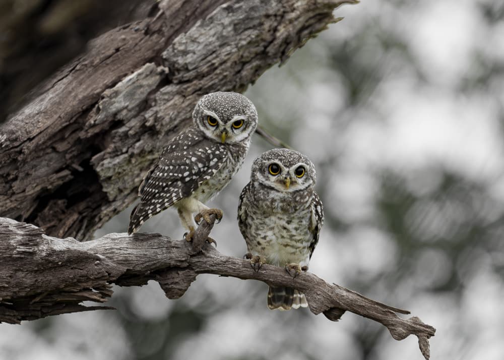 Two Spotted Owlets by Nikhil Parnandi — canvas wall art