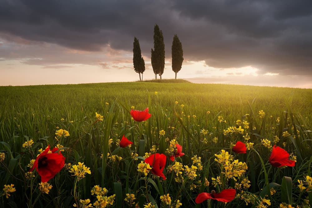 Poppy Field Golden Sunset by Daniel Řeřicha — canvas wall art