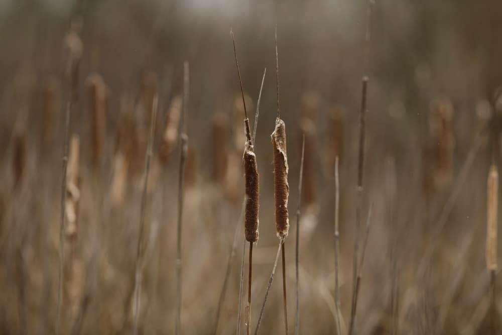 Serene Cattail Field by Crystal Lynn Collins — canvas wall art