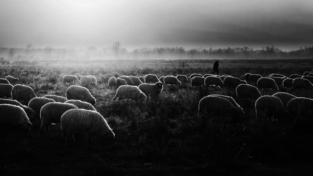Glowing Sheep in Mist by Marius Cinteza — canvas wall art