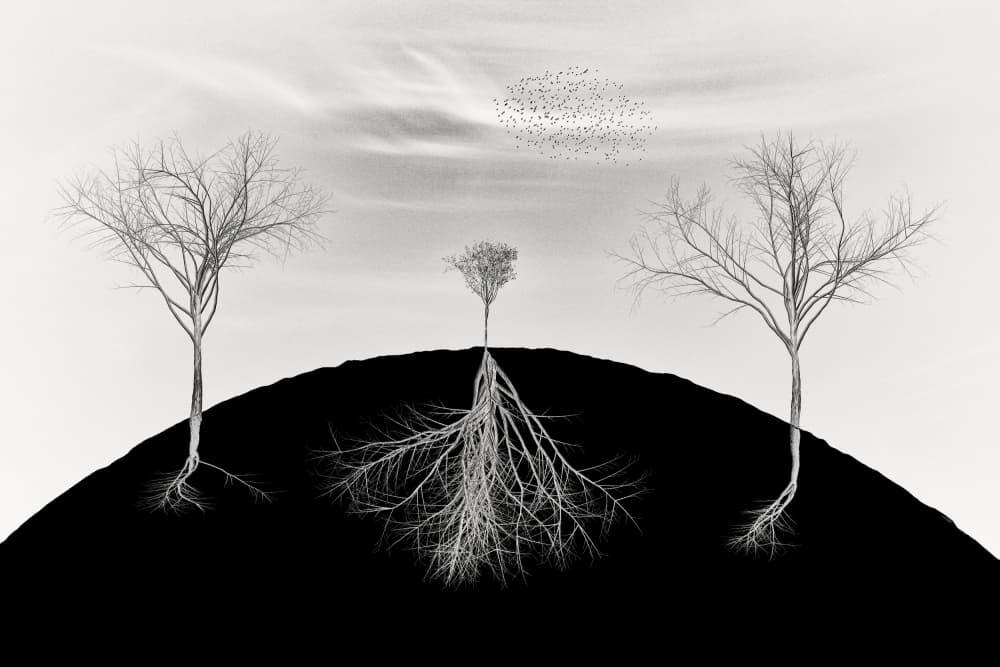 Bare Branches Deep Roots by Marchevca Bogdan — canvas wall art