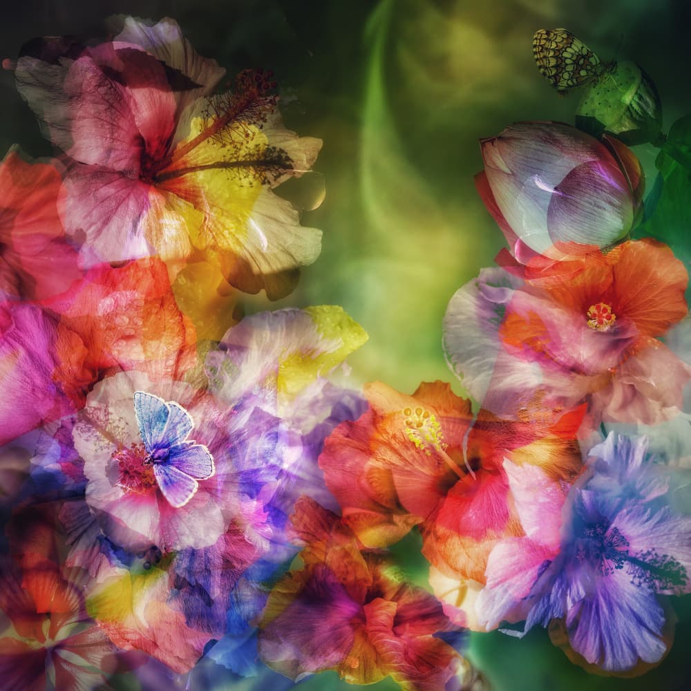 Dreamy Floral Butterflies by Ludmila Shumilova — canvas wall art