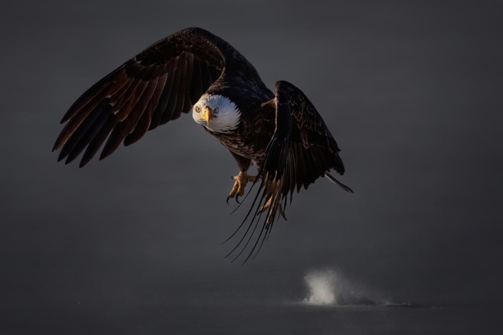 Bald Eagle Dive by Qing Zhao — canvas wall art
