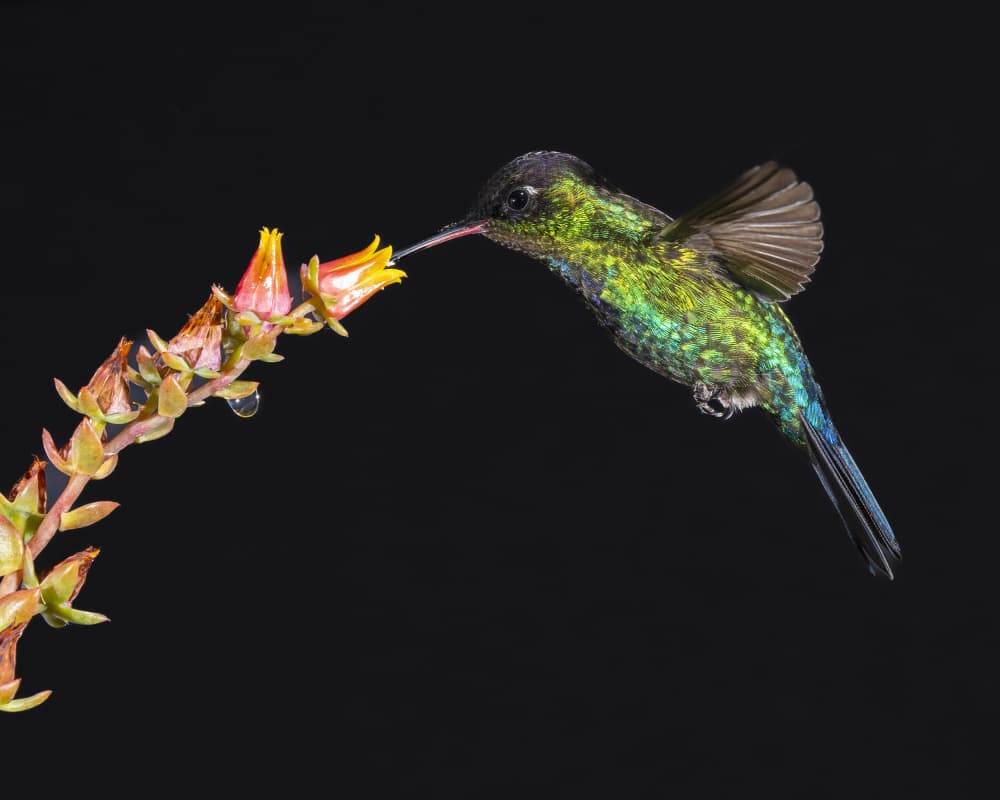 Iridescent Hummingbird Nectar by Saurabh Dhanorkar — canvas wall art