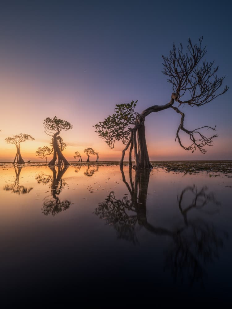 Sunset Mangrove Reflections by NingYun Ye — canvas wall art