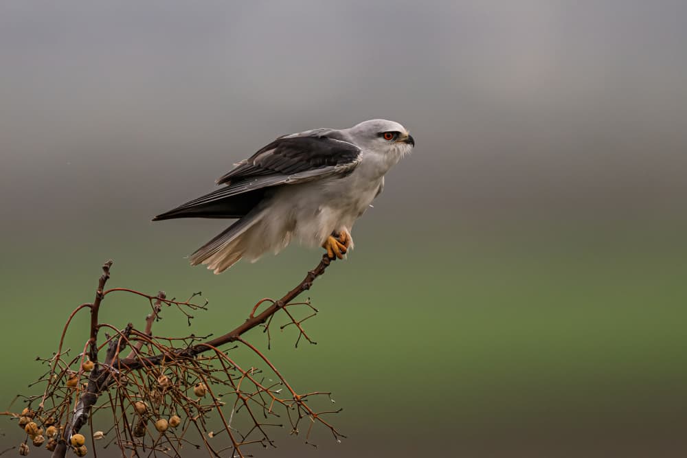 Watchful White Kite by Eldad Levin — canvas wall art