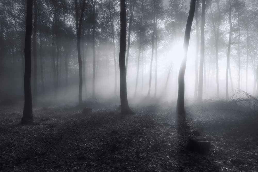 Misty Forest Light by Leicher Oliver — canvas wall art