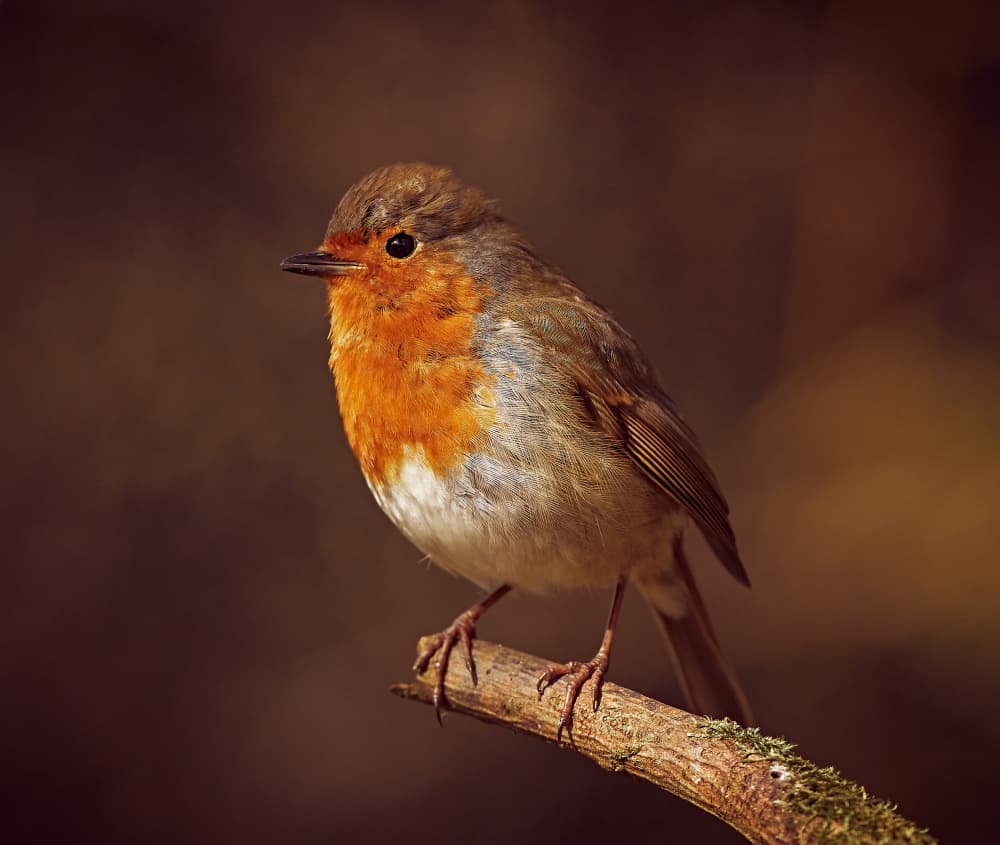 Charming Robin Perched by Stuart Williams — canvas wall art