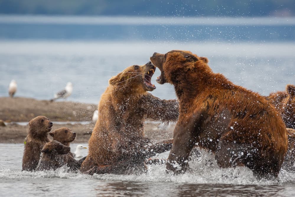 Wild Bears Water Battle by Denis Budkov — canvas wall art