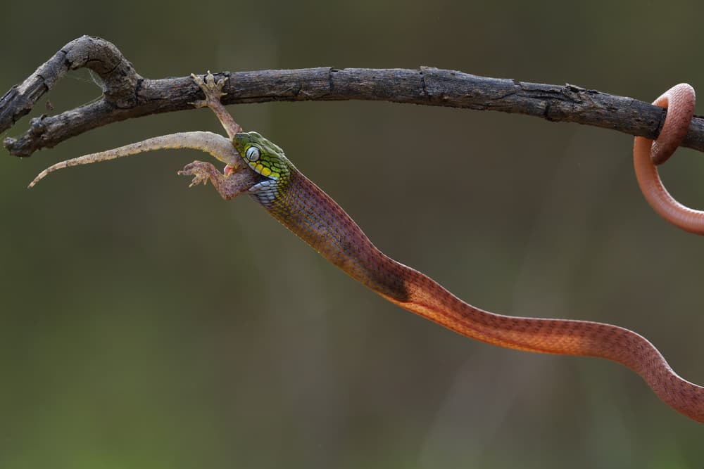 Green Snake Devours Lizard by Phat Dao Tan — canvas wall art