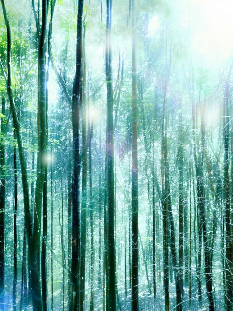 Enchanted Forest Light by Angelo Cerantola — canvas wall art