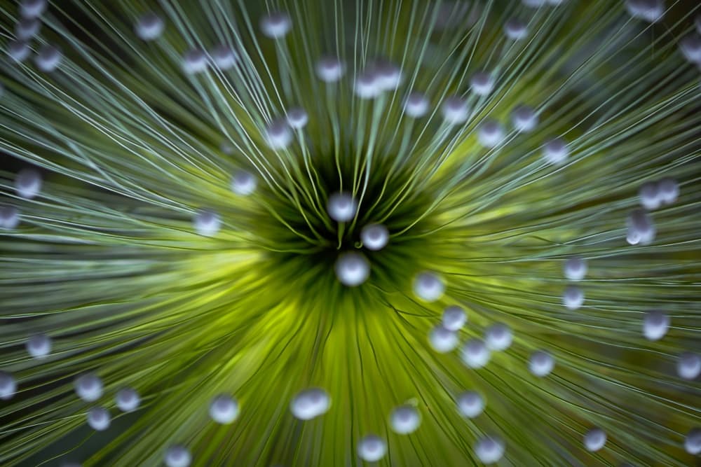 Vibrant Botanical Glow by Wave Faber — canvas wall art