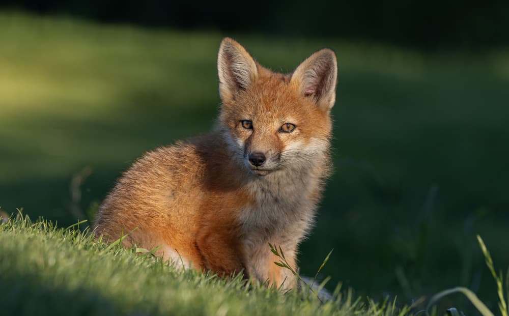 Curious Fox Cub by Johnson Huang — canvas wall art