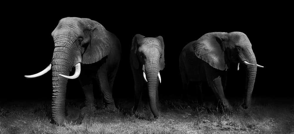 Three Majestic Elephants by WildPhotoArt — canvas wall art