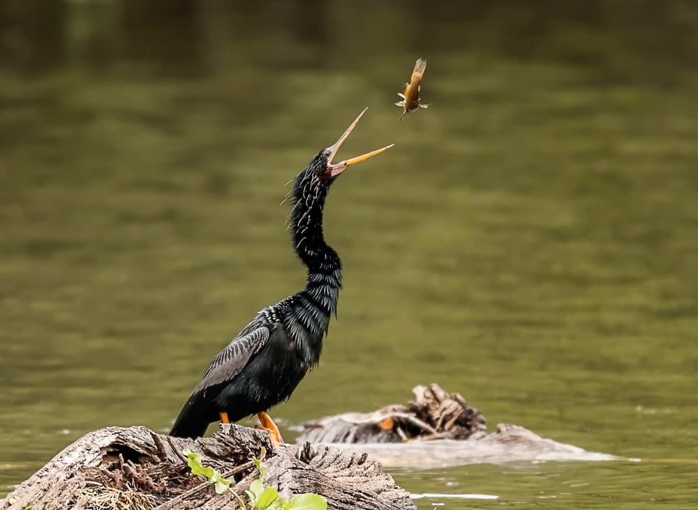 Anhinga Catches Fish by Siyu_Wei APA — canvas wall art