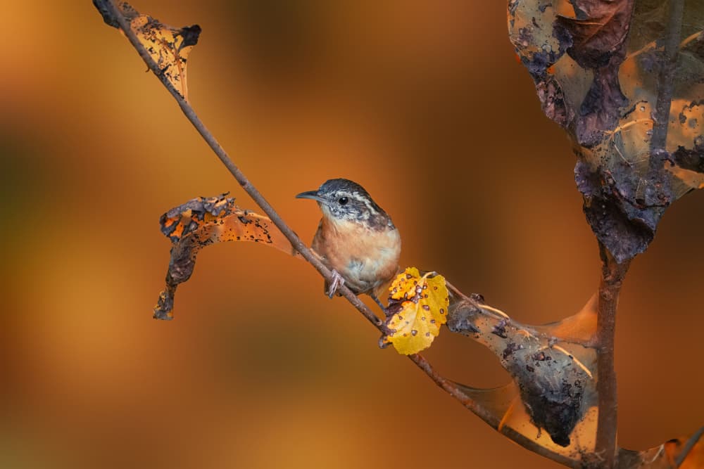 Golden Autumn Wren by Robert Zhang — canvas wall art