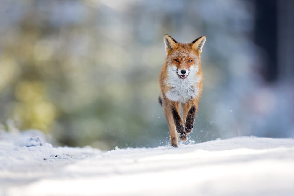 Wild Fox Winter Run by Milan Zygmunt — canvas wall art