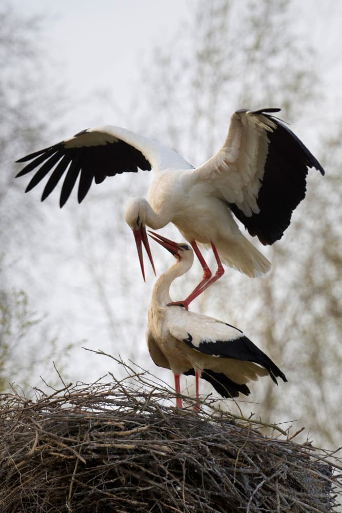 Storks Courtship Display by Dmitry Doronin — canvas wall art