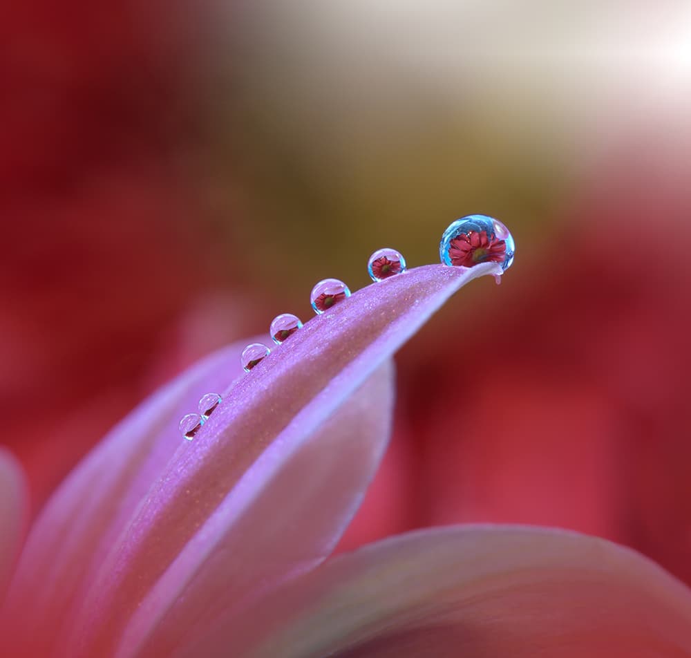 Dewdrop Flower Reflection by Juliana Nan — canvas wall art