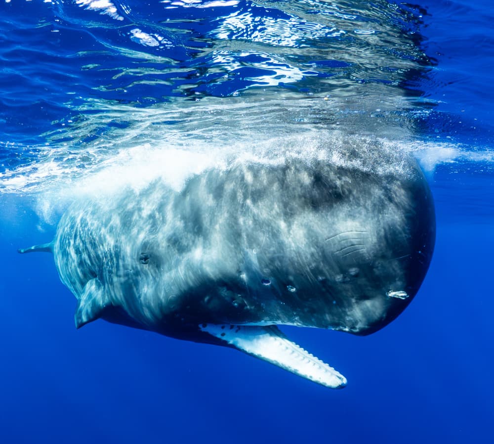 Sperm Whale Surfacing by KIMIO KOBAYASHI — canvas wall art