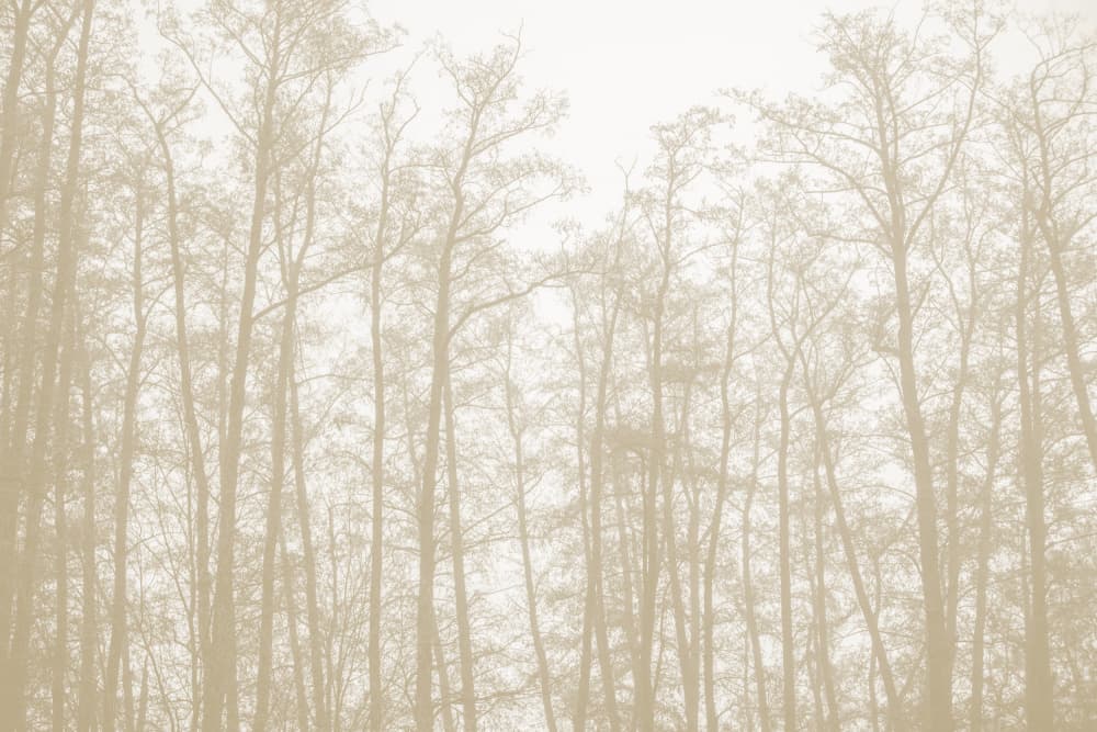 Tree Silhouettes 1 by Mareike Böhmer — canvas wall art
