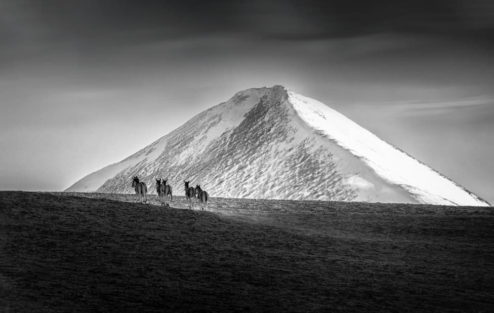 Wild Horses Snowy Mountain by Dianne Mao — canvas wall art