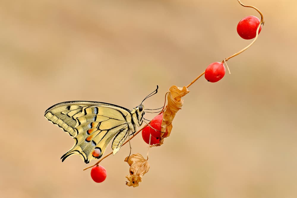 Swallowtail Butterfly and Berries by Roberto Marini — canvas wall art