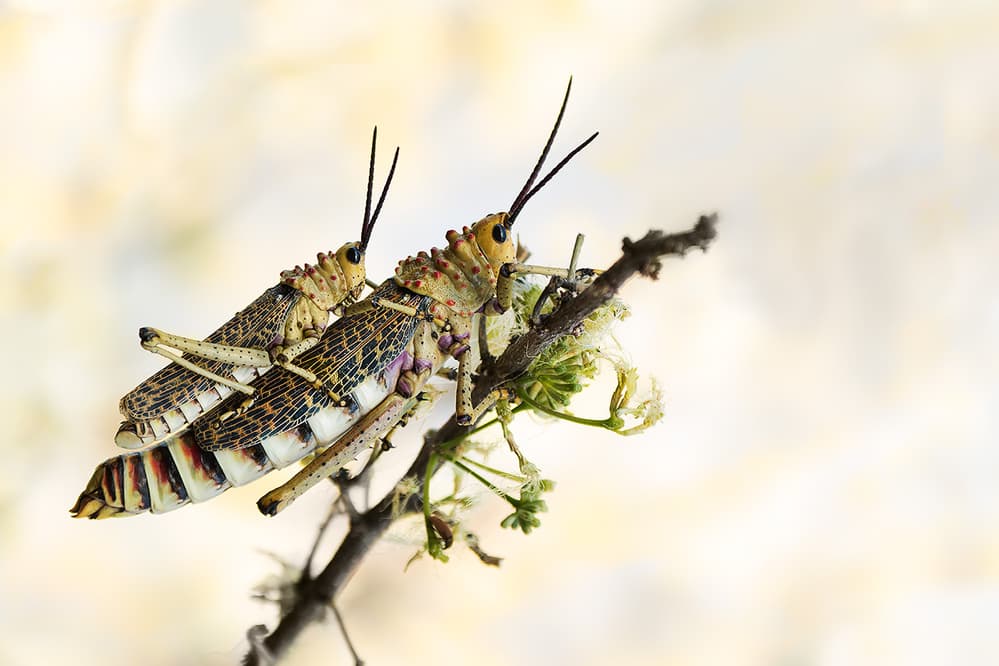 Mating Locusts Macro by Bart Michiels — canvas wall art